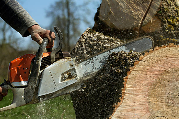 Emergency Storm Tree Removal in Au Sable, MI